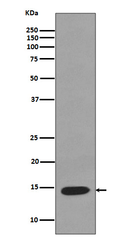 Lysozyme