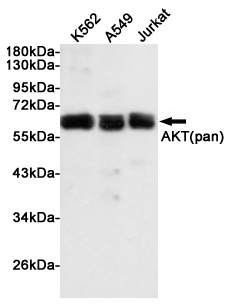 AKT