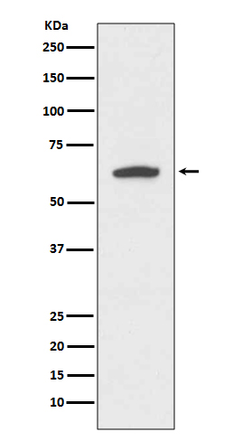 Cytokeratin 9