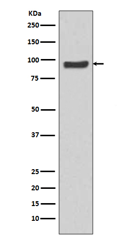 SP1