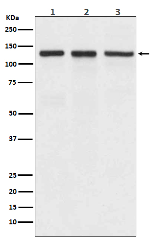 Integrin alpha V