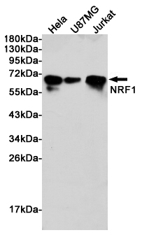 Nrf1