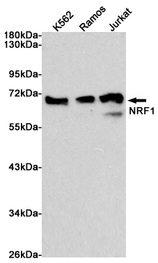 Rabbit Monoclonal Antibody to NRF1 