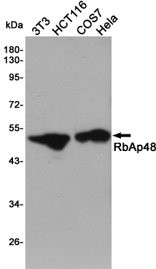 Rabbit Monoclonal Antibody to RBBP4 