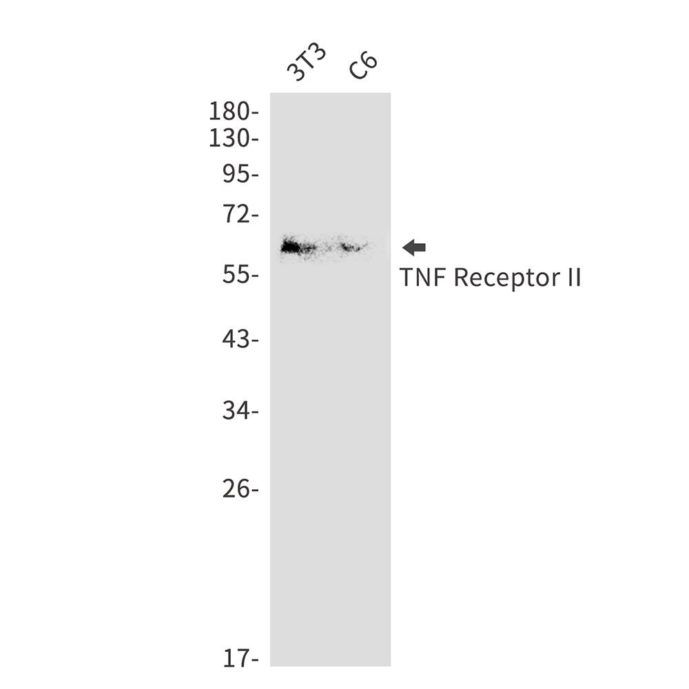 TNF Receptor 2