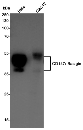 CD147