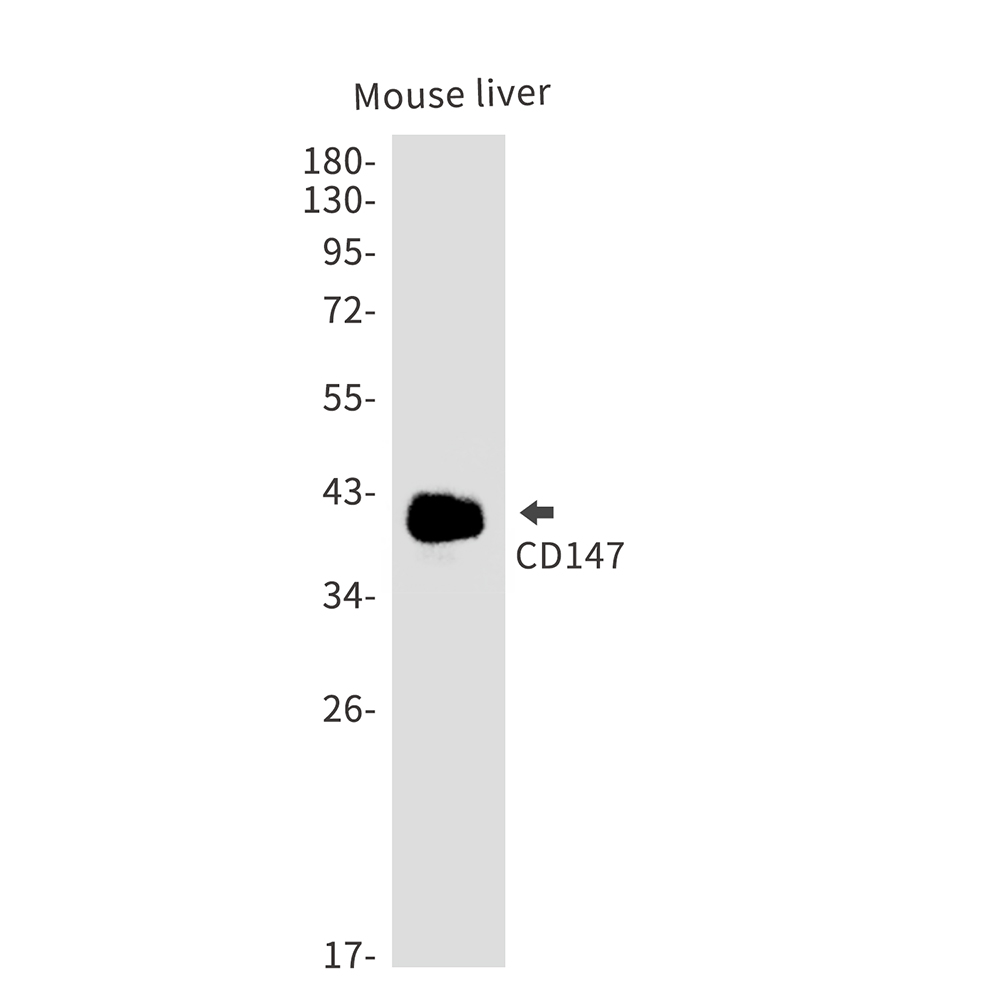 Rabbit Monoclonal Antibody to CD147 