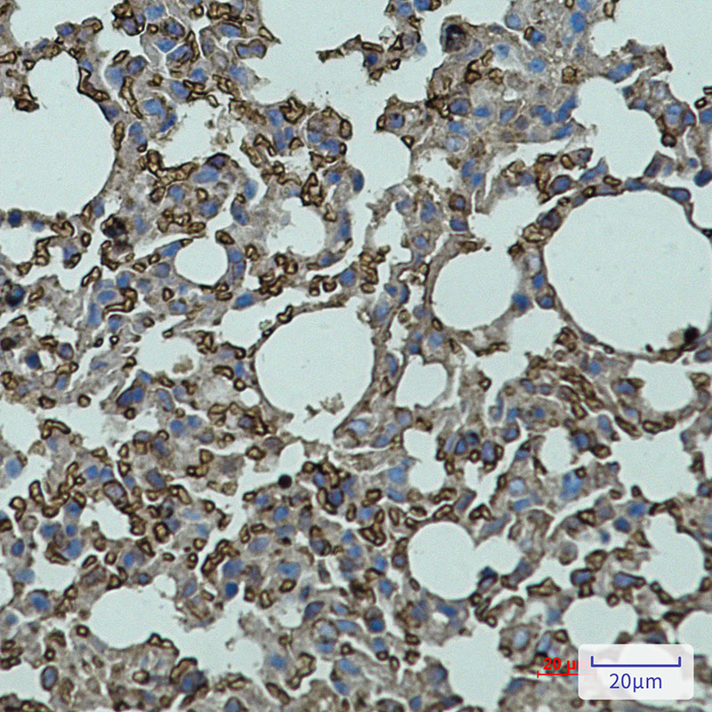 Rabbit Monoclonal Antibody to CD147 