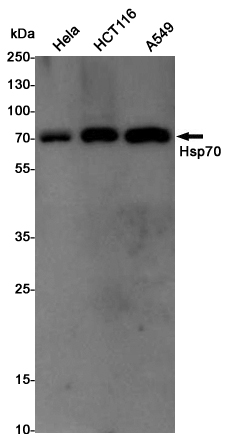 Hsp70