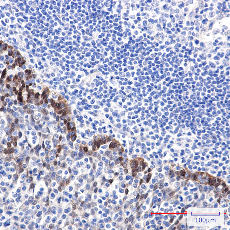Rabbit Monoclonal Antibody to Hsp70 