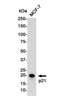 p21
