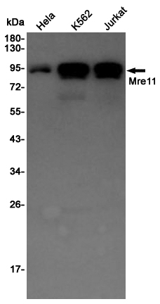 Mre11