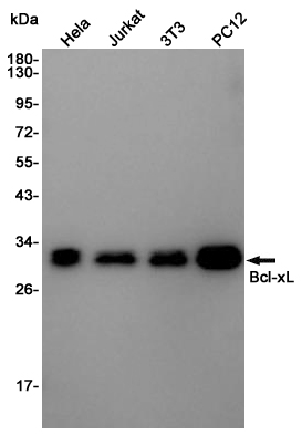 Bcl-XL