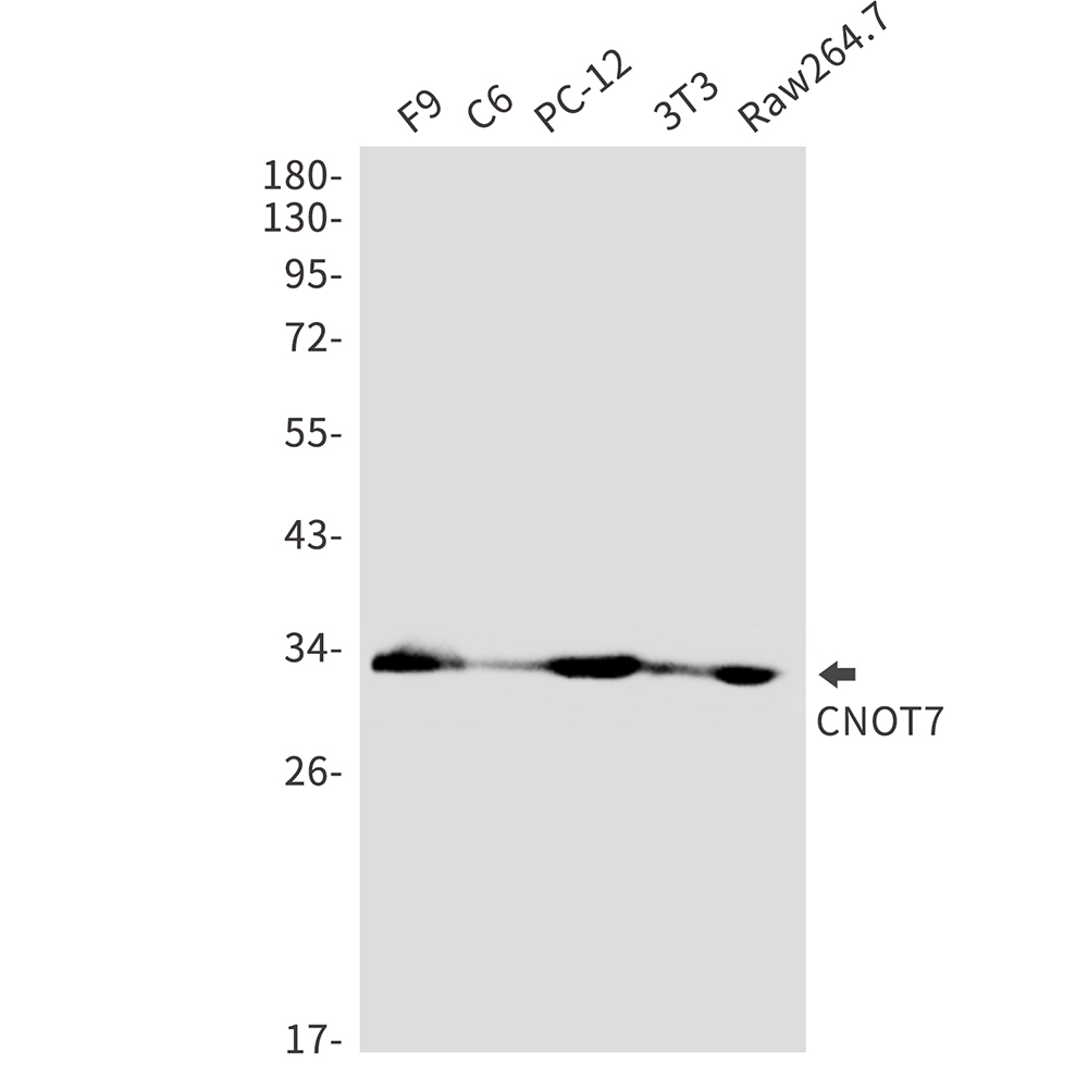 CNOT7
