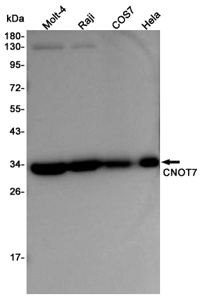 Rabbit Monoclonal Antibody to CNOT7 