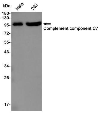 Rabbit Polyclonal Antibody to C7