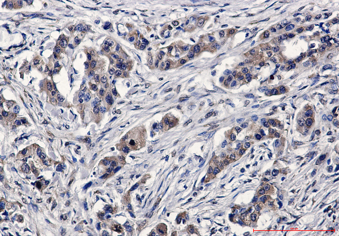 Rabbit Polyclonal Antibody to C7