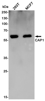 CAP1