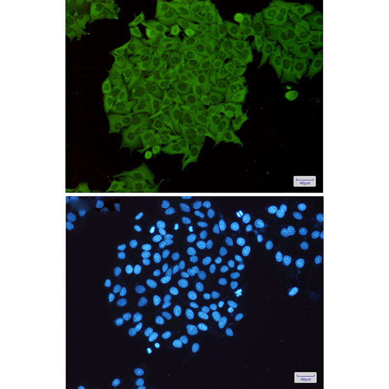 Rabbit Polyclonal Antibody to RhoA/B/C