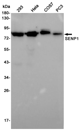 SENP1