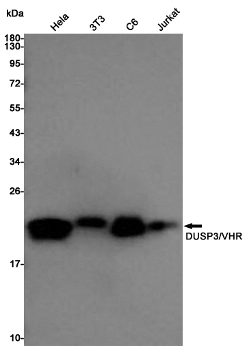 DUSP3