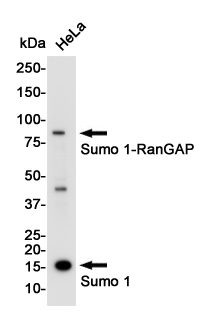 SUMO1