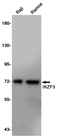 IKZF3