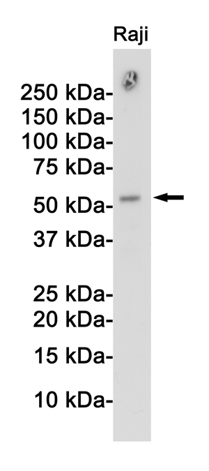 APG5L
