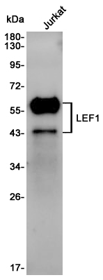 Rabbit Polyclonal Antibody to LEF1