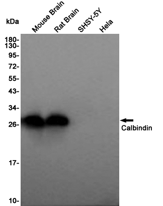 Calbindin