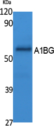 A1BG