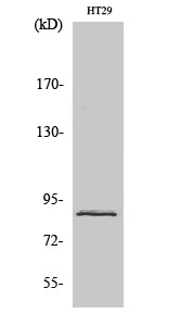 Rabbit Polyclonal Antibody to STAT3