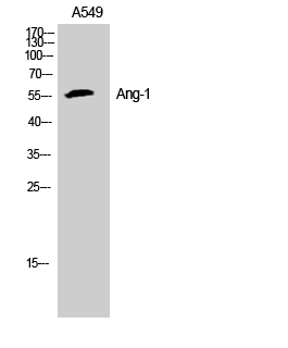 Angiopoietin 1
