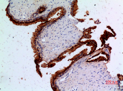 Rabbit Polyclonal Antibody to Angiopoietin 1