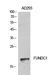 FUNDC1