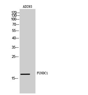 Rabbit Polyclonal Antibody to FUNDC1