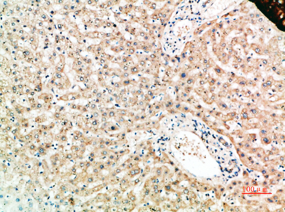 Rabbit Polyclonal Antibody to RANK