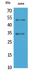 Myoblast Determination Protein 1