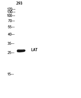 LAT