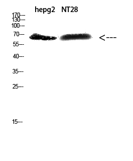 ZFP91