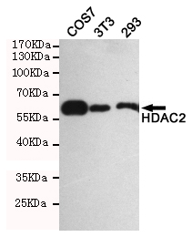 HDAC2