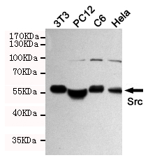 Rabbit Polyclonal Antibody to Src