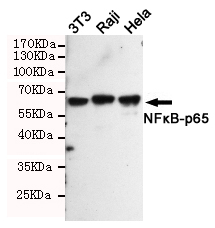NF-KB p65