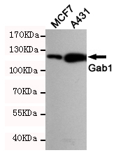 Rabbit Polyclonal Antibody to GAB1