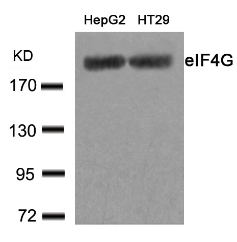 eIF4G1