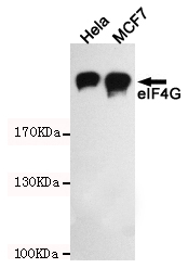 Rabbit Polyclonal Antibody to eIF4G1