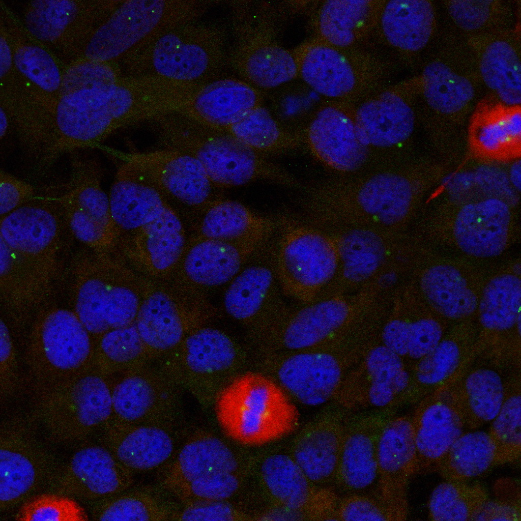 Rabbit Polyclonal Antibody to eIF4G1