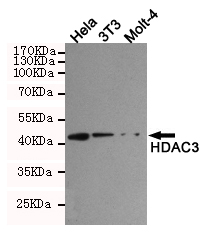 HDAC3