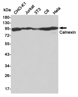 Calnexin