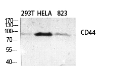CD44